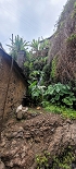 Plants: image 31 Of 208 Thumb